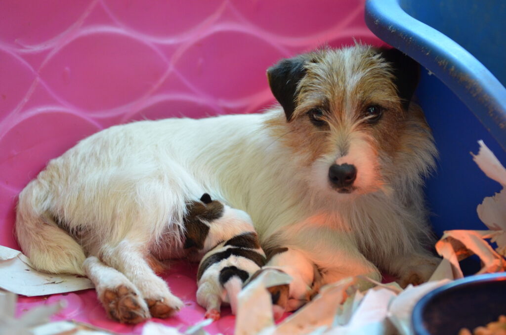 Russell terrier pups - Ravenhill Kennels